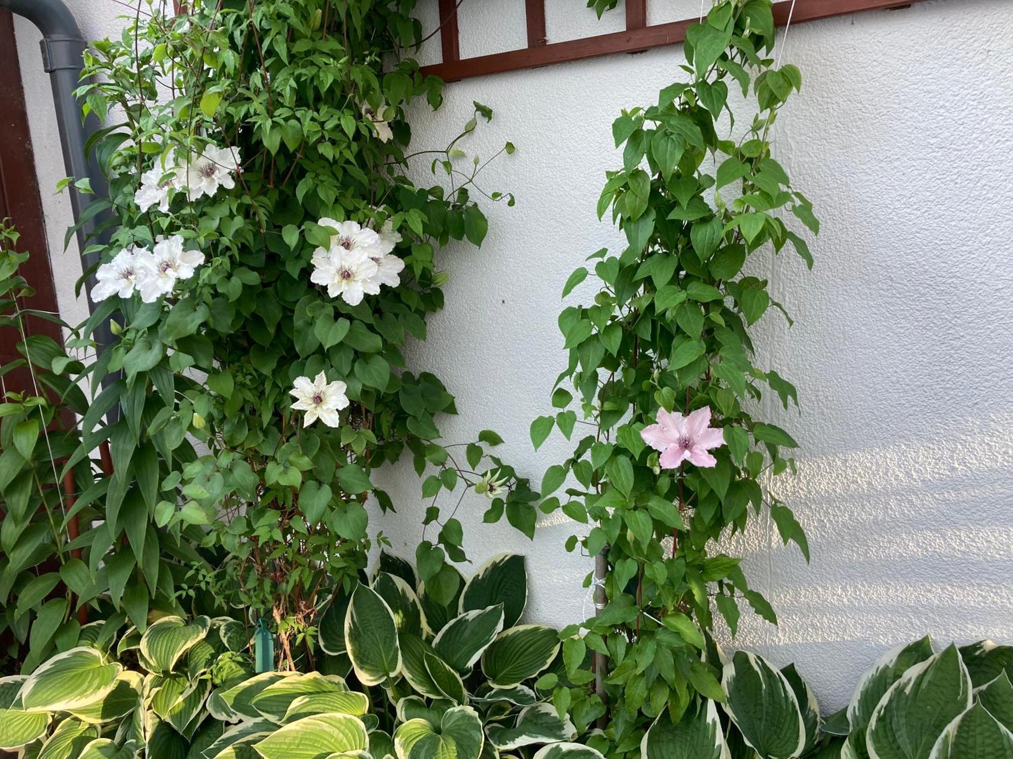 Casa Blanca Apartman Jastarnia Kültér fotó